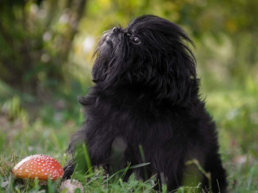 Аффенпинчер в лесу