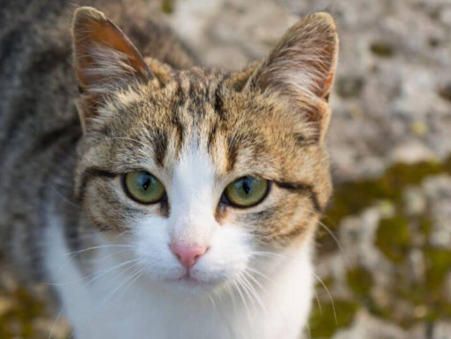 Американская жесткошерстная кошка смотрит на кого-то