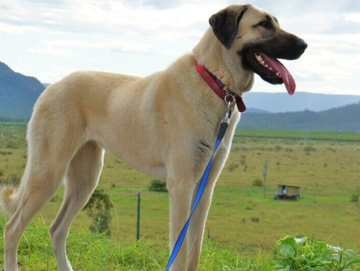 Анатолийская овчарка стоит в поле