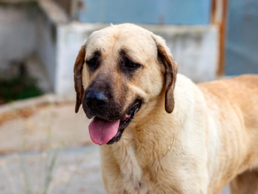 Анатолийская овчарка стоит с открытым ртом