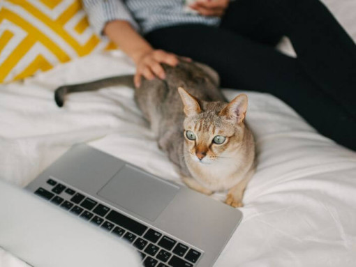 Женщина смотрит фильм на своем ноутбуке со своим питомцем - азиатской кошкой