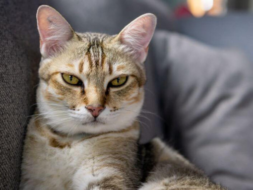 Азиатская кошка готовится ко сну на диване