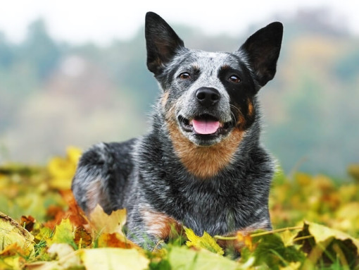 Австралийская пастушья собака лежит на траве с листьями