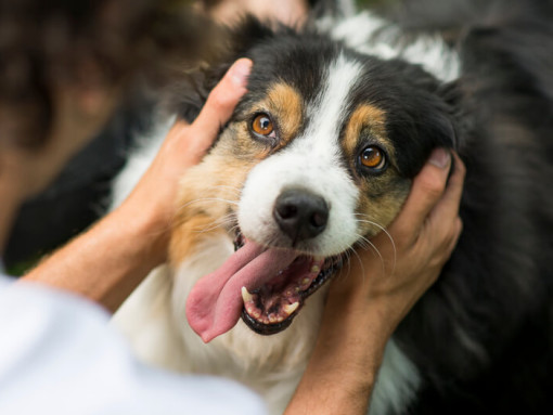 Австралийская овчарка с хозяином