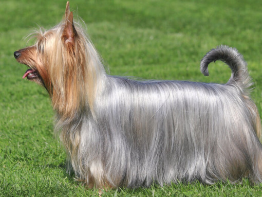 Австралийский шелковистый терьер стоит на траве