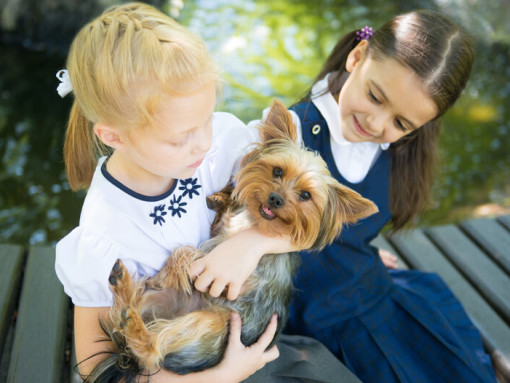 Австралийский шелковистый терьер с детьми