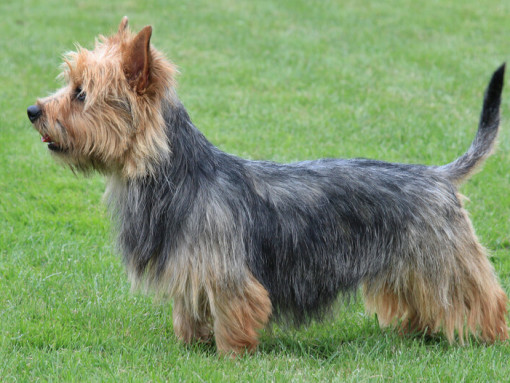 Австралийский терьер стоит на траве