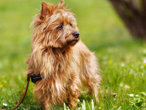 Австралийский терьер с рыжей шерстью на траве
