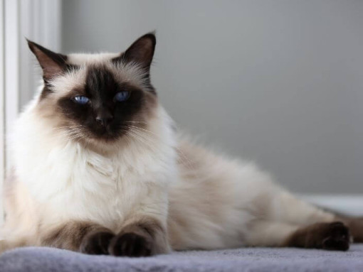 Балинец дремлет у окна