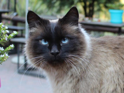 Балиец внимательно смотрит