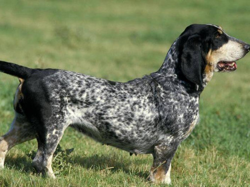 Голубой гасконский бассет в поле