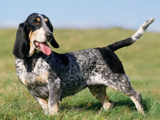 Голубой гасконский бассет стоит в поле