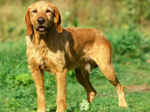 Бретонский бассет в поле