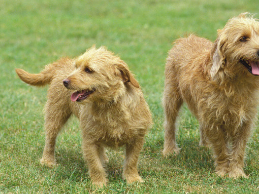 Два Бретонских бассета наслаждаются прогулкой