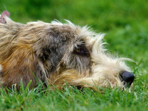 Большой вандейский бассет-гриффон лежит на земле