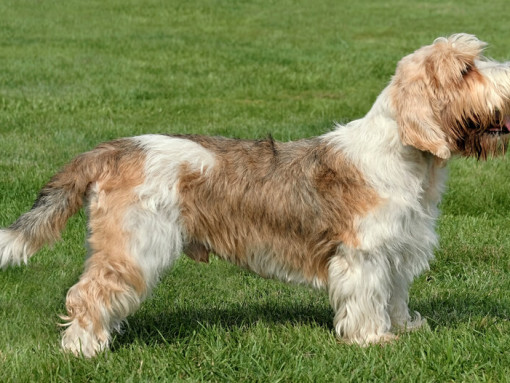 Малый вандейский бассет-гриффон стоит на траве