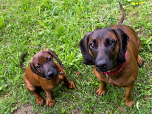 Две баварские горные гончие смотрят на хозяина