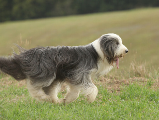 Бородатый колли на поле