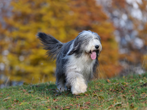 Бородатый колли гуляет по лесу