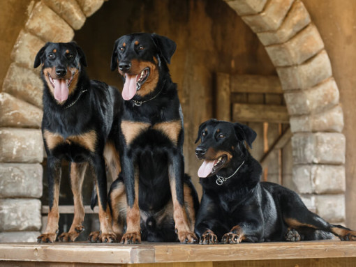 Три босерона стоят