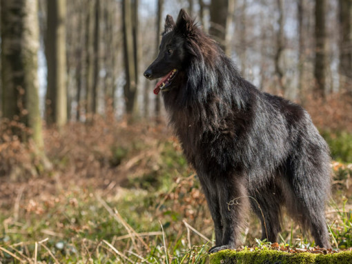 Бельгийская овчарка грюнендаль в лесу