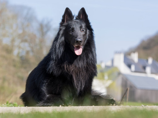 Бельгийская овчарка грюнендаль сидит на земле