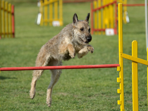 Бельгийская овчарка лакенуа прыгает через препятствие