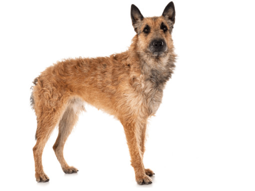 Бельгийская овчарка лакенуа стоит