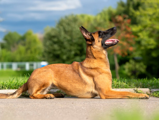 Бельгийская овчарка малинуа смотрит вверх