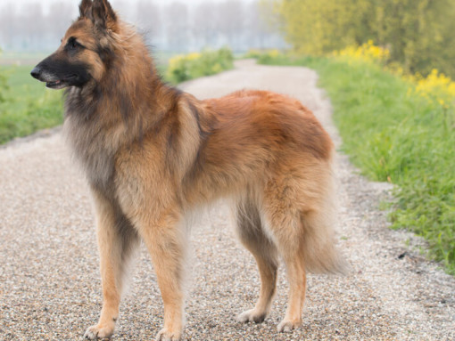 Бельгийская овчарка тервюрен стоит на дороге