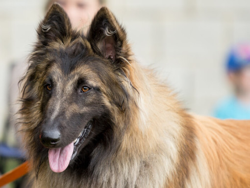 Бельгийская овчарка тервюрен на соревнованиях