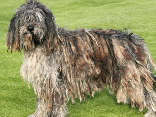Бергамаско стоит на травяном поле