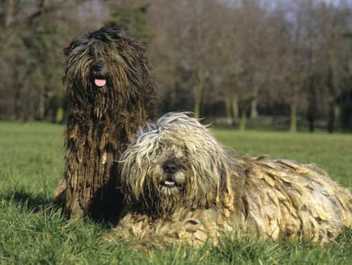 Две собаки породы бергамаско в поле