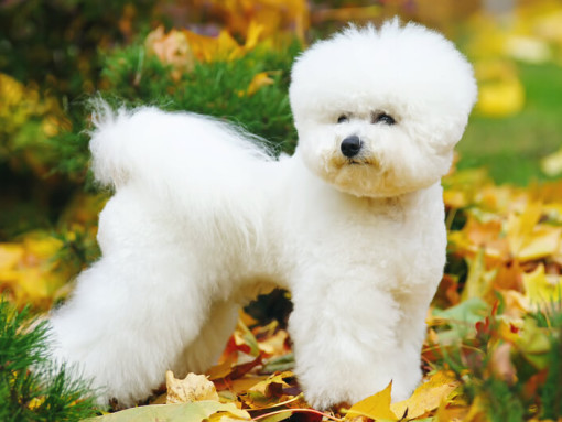 Бишон-фризе в листве