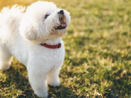 Бишон-фризе смотрит вверх