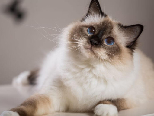 Бирманская кошка лежит на диване