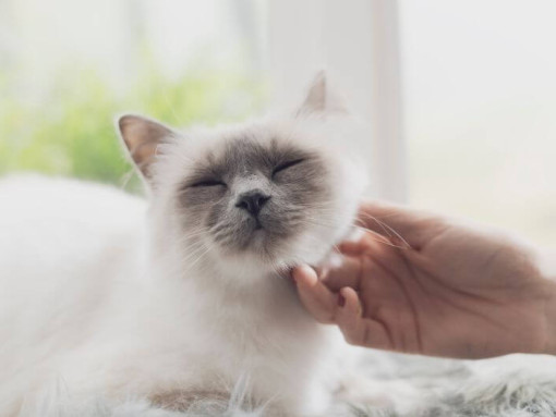 Женщина гладит бирманского кота, лежащего на подоконнике