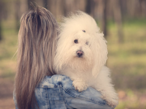 Белая болонка на руках у владельца.