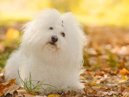 Белая болонка смотрит в камеру.