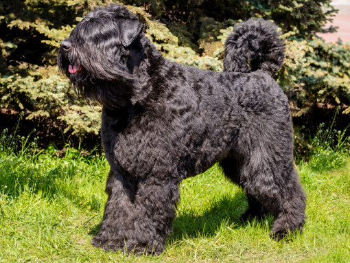 Фландрский бувье стоит на траве