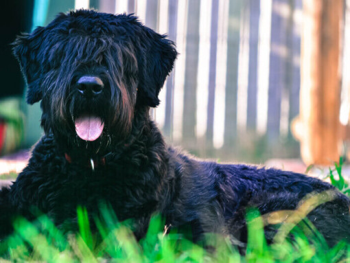 Фландрский бувье лежит на земле