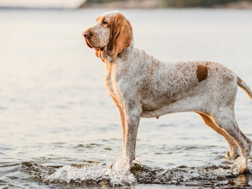 Итальянский бракк стоит у воды