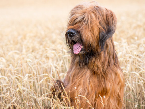 Бриар сидит в поле
