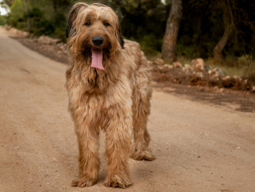 Бриар стоит на дороге