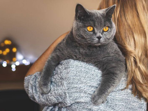 Женщина держит своего питомца - британскую короткошерстную кошку