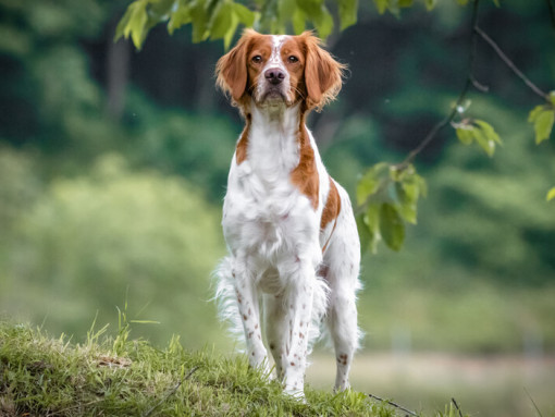 Бретонский эпаньол гуляет по лесу