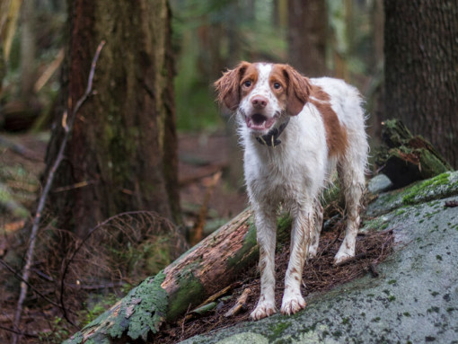 Бретонский эпаньол стоит на скале