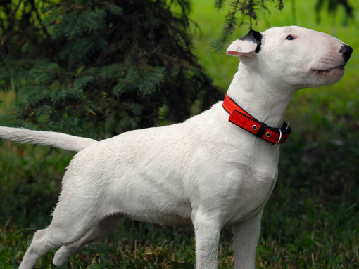 Бультерьер стоит на траве