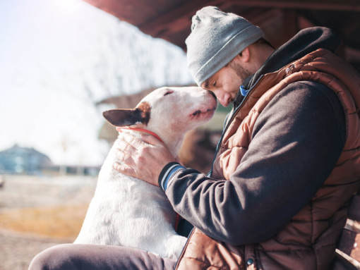 Бультерьер с хозяином