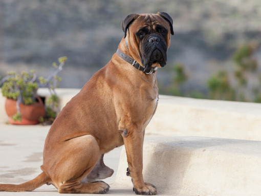 Бульмастиф сидит во дворе